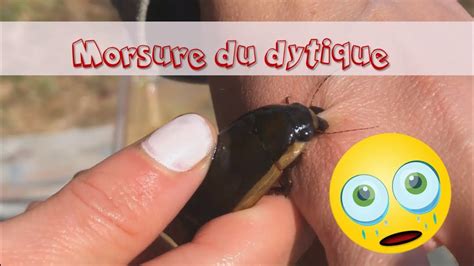 La morsure 2025 safe