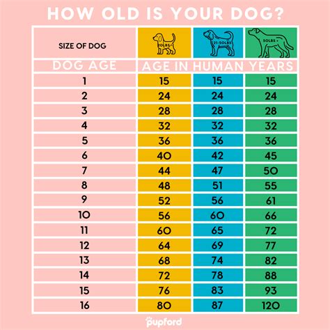 A Dog's Will 2